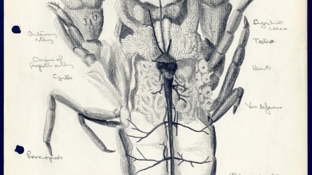 Drawing of a Lobster