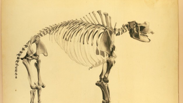 Gigantic Mastodon from the American Philosophical Society Library