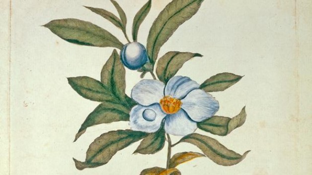 Franklinia alatamaha, American Philosophical Society Library 