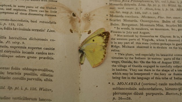 yellow butterfly pressed between pages of book