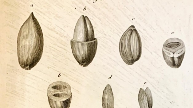 Rittera pinnata, Plate 7, José Francisco Correia da Serra, Vues carpologiques, [Paris : Museum d'histoire naturelle, 1807], American Philosophical Society Library & Museum, Pamphlets on botany, 580 Pam. v.5, no.3