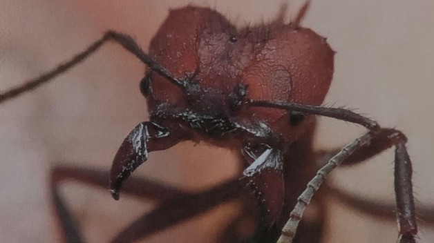 ant