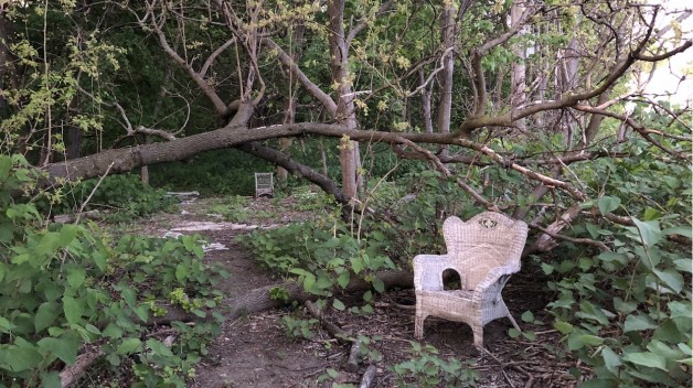 image of garden where toads are found