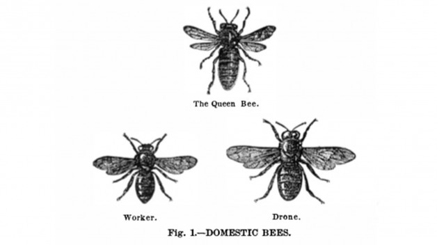 Image of three bee sexes arranged in a triangle 