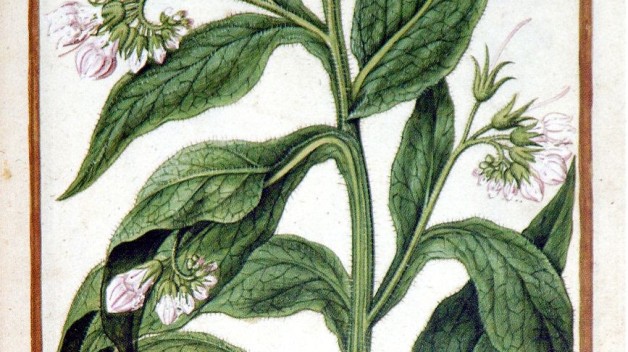 illustration of comfrey