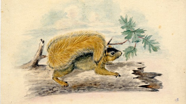 T. R. Peale watercolor of squirrel