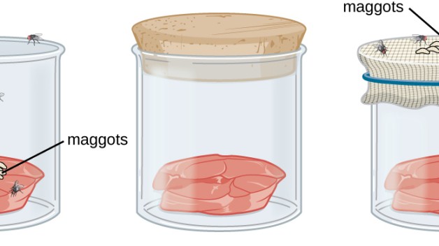 diagram of a meat experiment