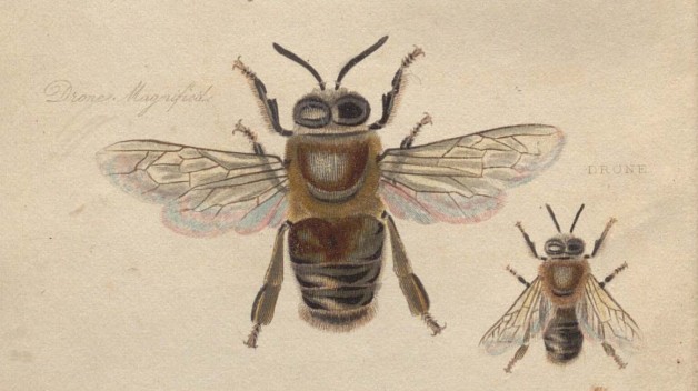 Image of a Bee from Samuel Bagster, The Management of Bees