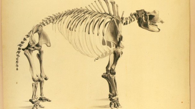 Sketch of a mastodon skeleton