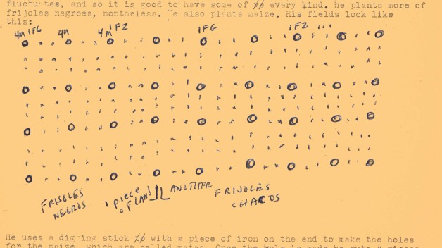 Sketch of Pedro Alatriste’s corn field in Zacapoaxtla, Puebla, showing how to sow beans and maize in the same field