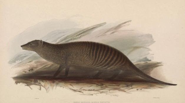 Banded Mongoose print