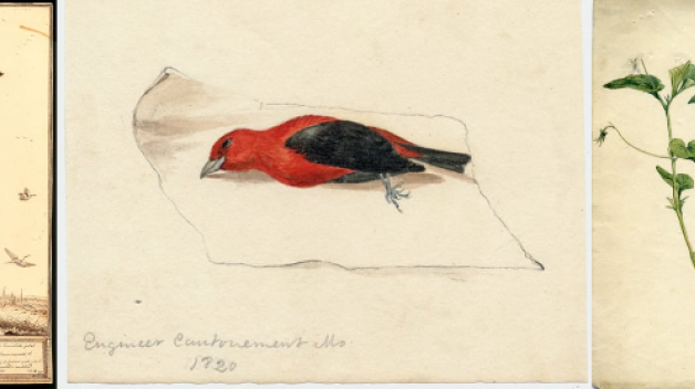 Arethusa divaricata, White Violet, Scarlet Tanager