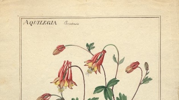 A natural illustration drawing of the red columbine 