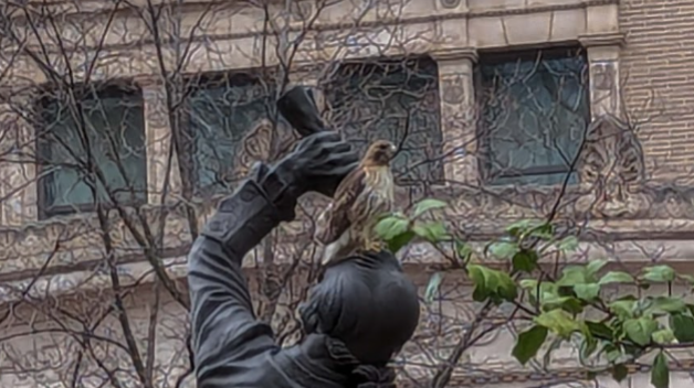 Hawk on Signer Image