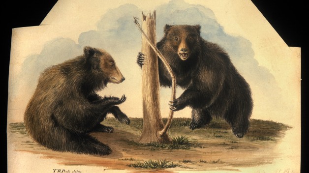 Watercolor and graphite image of two brown bears, one seated and one on two legs holding a tree trunk. 