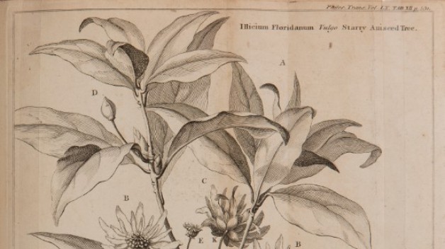 manuscript illustration of a star anise 