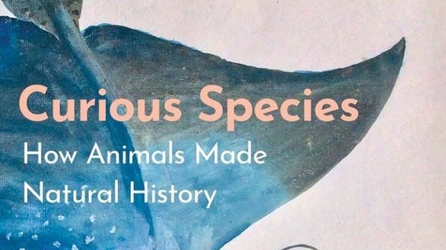 cover of curious species
