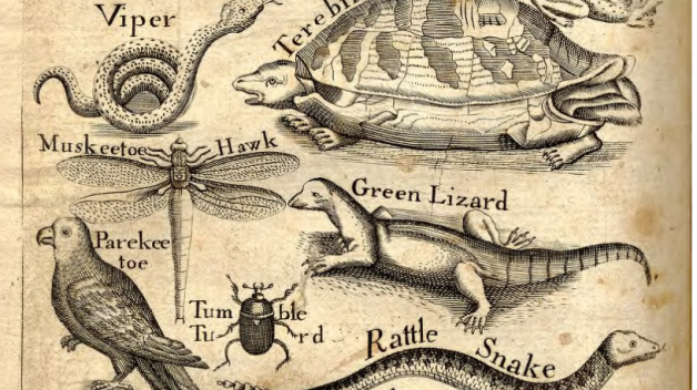 illustrations of reptiles and amphibians