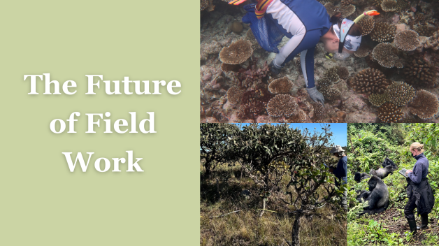 photos from field work research, collecting sea urchins, observing gorillas, and writing notes about trees