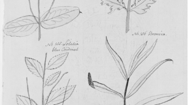 black and white drawings of plant specimens