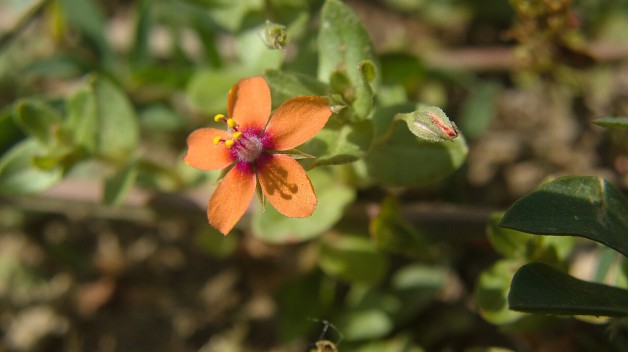 Scarlet Pimpernel Plant
