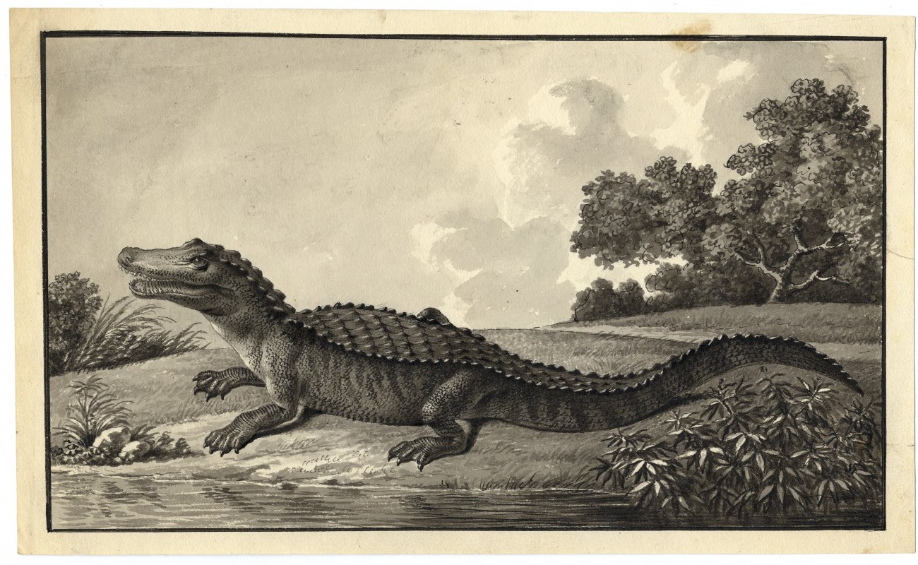 Engraving of alligator