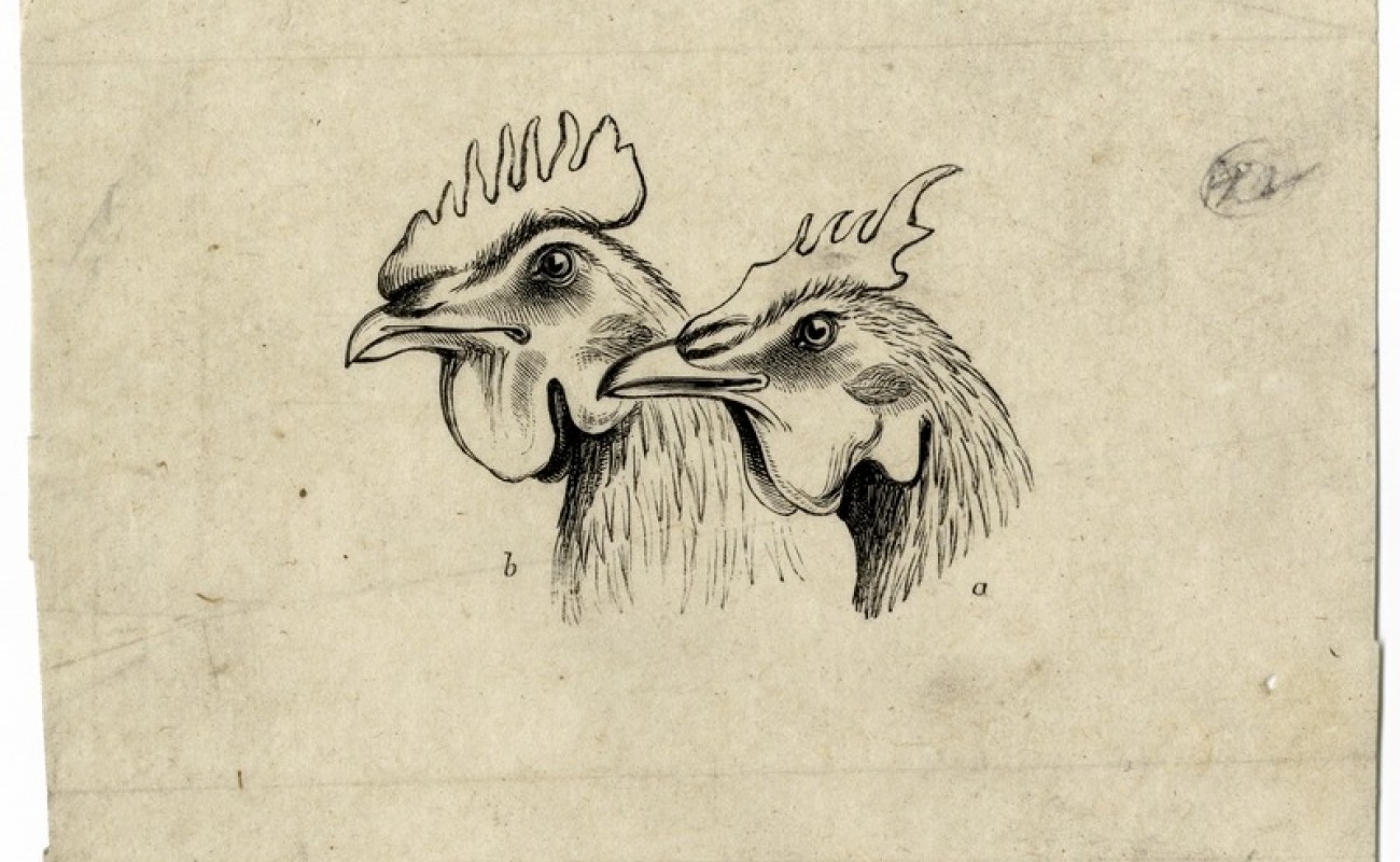 Drawing of chickens