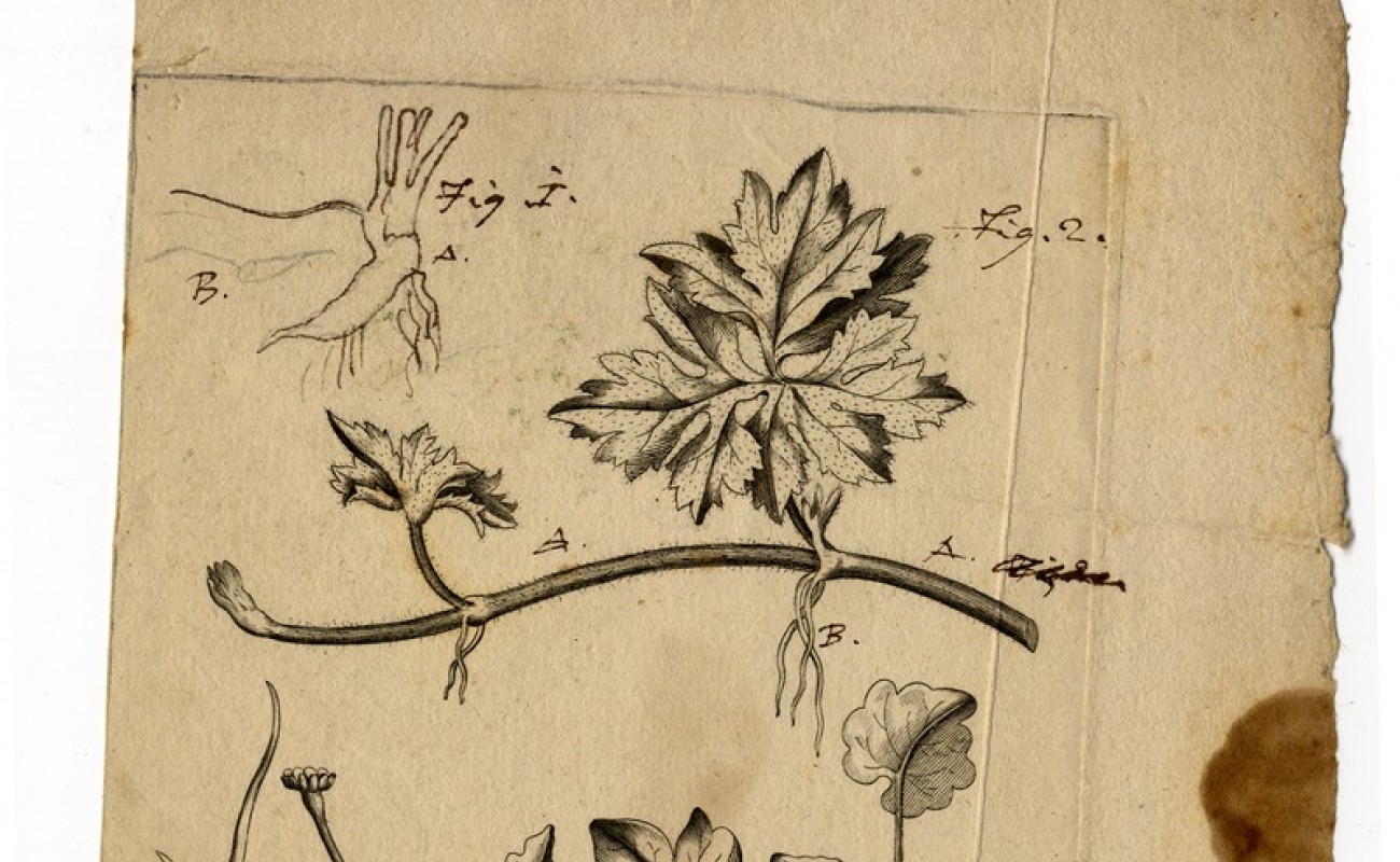 18th century image of flowers and seeds