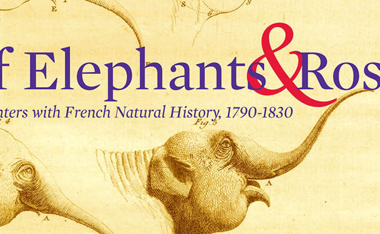 Elephants and Roses banner