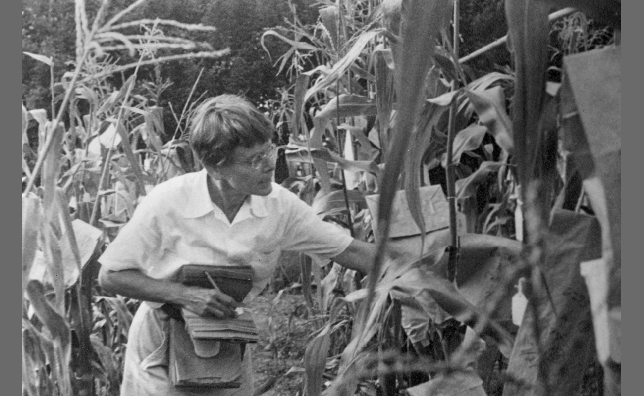 Scientist looking at corn