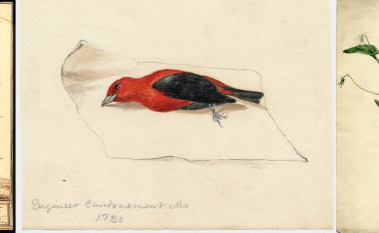 Arethusa divaricata, White Violet, Scarlet Tanager