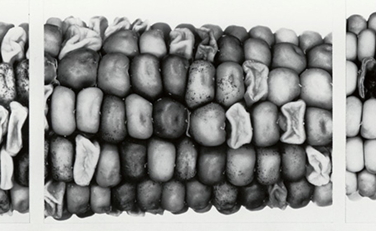 McClintock Corn