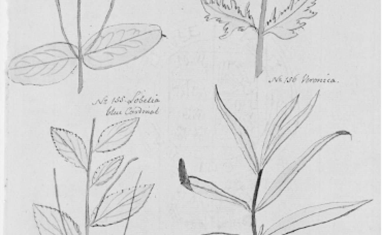 black and white drawings of plant specimens