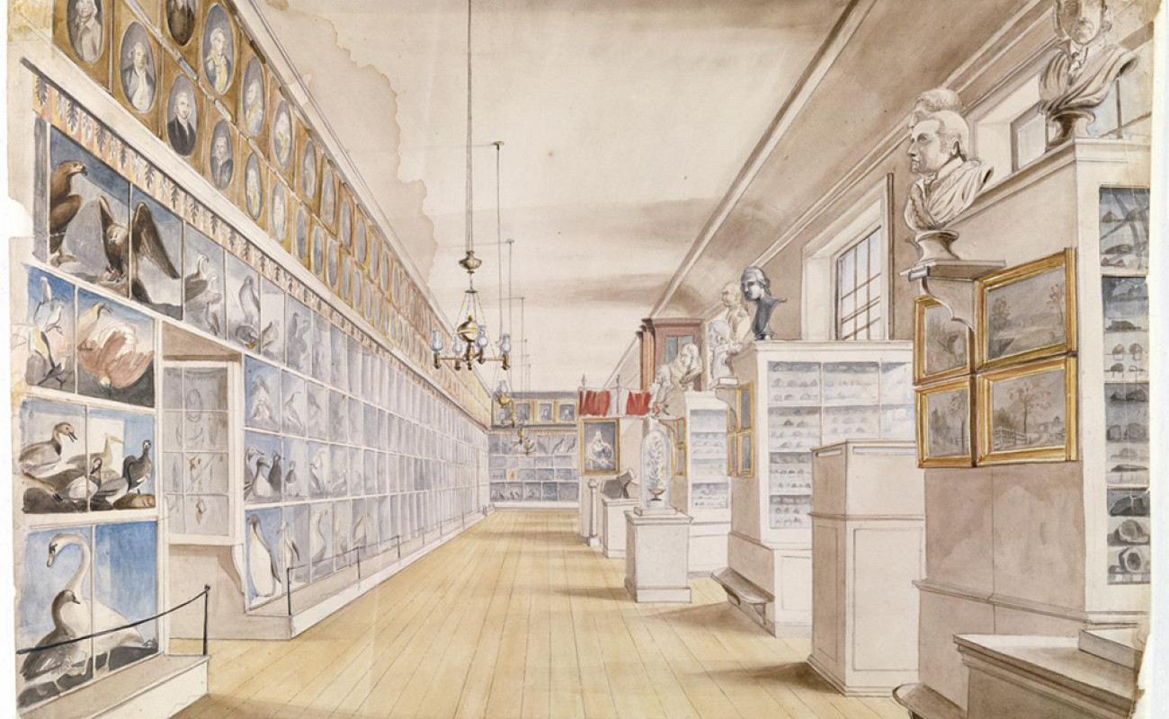 A color sketch of a museum space.