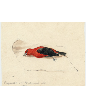 Scarlet Tanager (Piranga olivacea)