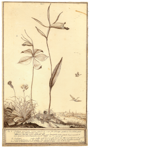 Arethusa divaricata, William Bartram