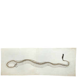 Benjamin Latrobe's Rattlesnake
