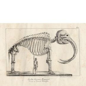 Mastadon Skeleton