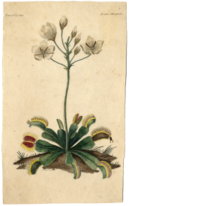 Venus Flytrap (Dionaea muscipula), William Bartram (lived 1739-1823), circa 1803