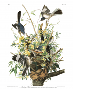 Mockingbird, Audubon's Birds of America