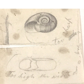 Lucy Say, Shell drawing