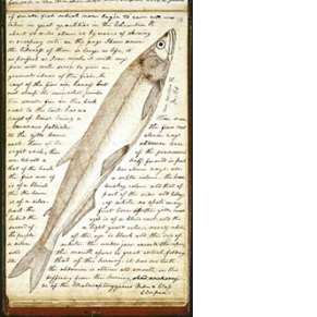 journal page with handwritten notes and drawing of a fish