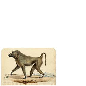 colored drawing of a baboon walking on all fours