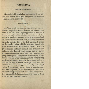 printed page from book describing Venus Grata (a type of clam)