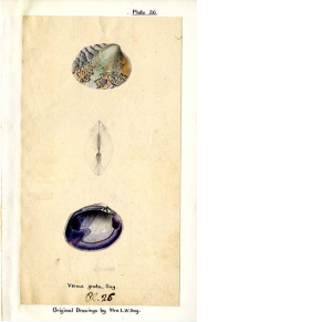 colored drawing of Venus Grata (a type of clam) with annotations and artist's name