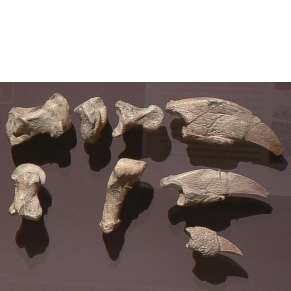 fossils on brown background