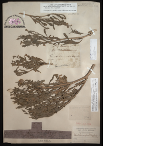 dried tobacco leaves attached to paper with various notations and labels affixed