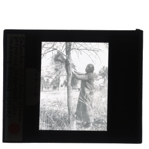 Black-and-white glass lantern slide of Sally Brown preparing sedge-grass for making brooms in Catawba, South Carolina.