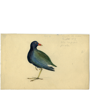 American Purple Gallinule