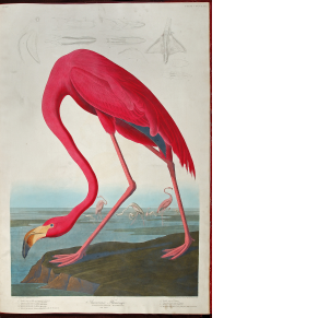 Greater Flamingo (Phoenicopterus ruber) from The Birds of America